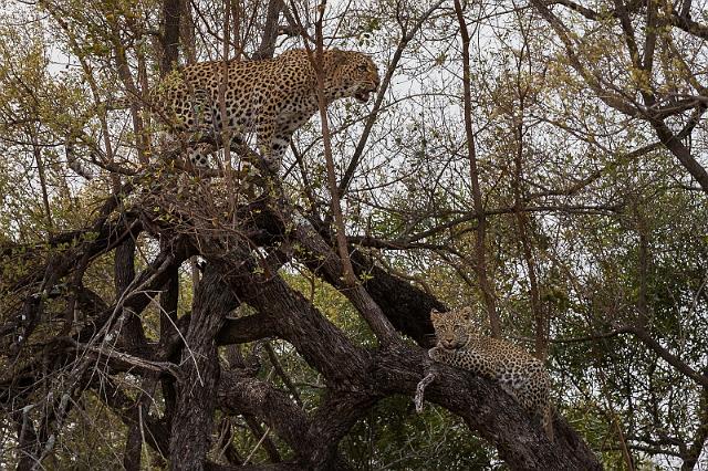 119 Zuid-Afrika, Sabi Sand Game Reserve, luipaarden.jpg